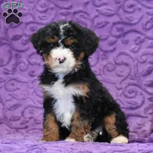 Dianne, Mini Bernedoodle Puppy